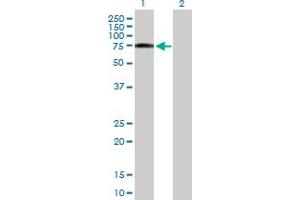 Western Blot analysis of ZYX expression in transfected 293T cell line by ZYX MaxPab polyclonal antibody. (ZYX Antikörper  (AA 1-572))