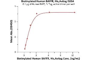 Immobilized Human BAFF, Fc Tag, active trimer (ABIN6972950) at 1 μg/mL (100 μL/well) can bind Biotinylated Human BAFFR, His,Avitag (ABIN6972952) with a linear range of 0.
