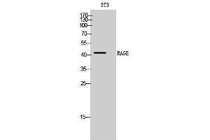 Western Blotting (WB) image for anti-Advanced Glycosylation End Product-Specific Receptor (AGER) (Internal Region) antibody (ABIN3186680) (RAGE Antikörper  (Internal Region))