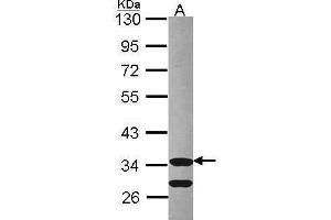 WB Image Sample (30 ug of whole cell lysate) A: Hep G2 , 10% SDS PAGE Cdk3 antibody antibody diluted at 1:1000 (CDKL3 Antikörper)