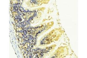 ABIN6276807 at 1/100 staining Mouse colon tissue by IHC-P. (KNG1 Antikörper  (N-Term))