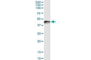 Immunoprecipitation of SERPINE1 transfected lysate using anti-SERPINE1 MaxPab rabbit polyclonal antibody and Protein A Magnetic Bead , and immunoblotted with SERPINE1 purified MaxPab mouse polyclonal antibody (B01P) . (PAI1 Antikörper  (AA 1-402))