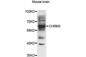 Western blot analysis of extracts of mouse brian, using CHRM3 antibody. (CHRM3 Antikörper)