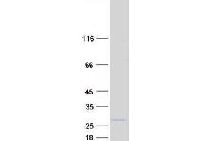 Validation with Western Blot (CIAPIN1 Protein (Myc-DYKDDDDK Tag))