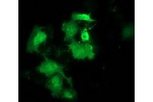 Anti-HSPB8 mouse monoclonal antibody (ABIN2453824) immunofluorescent staining of COS7 cells transiently transfected by pCMV6-ENTRY HSPB8 (RC201040). (HSPB8 Antikörper)