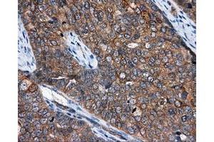 Immunohistochemistry (IHC) image for anti-NME/NM23 Nucleoside Diphosphate Kinase 4 (NME4) antibody (ABIN1499775) (NME4 Antikörper)