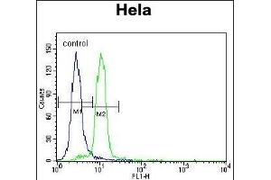 UBE3A Antibody (C-term) (ABIN388925 and ABIN2850432) flow cytometric analysis of Hela cells (right histogram) compared to a negative control cell (left histogram). (ube3a Antikörper  (C-Term))