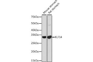 Western blot analysis of extracts of various cell lines, using KLF14 antibody (ABIN7268154) at 1:1000 dilution. (KLF14 Antikörper)
