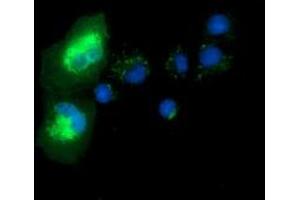 Immunofluorescence (IF) image for anti-Syntrophin, alpha 1 (Dystrophin-Associated Protein A1, 59kDa, Acidic Component) (SNTA1) antibody (ABIN1501028) (SNTA1 Antikörper)
