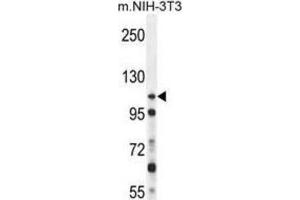 Western Blotting (WB) image for anti-Nucleoporin 107kDa (NUP107) antibody (ABIN2996376) (NUP107 Antikörper)