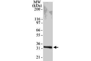 Western blot analysis of 0. (TACI Antikörper  (AA 116-132))