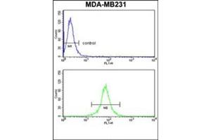 Flow cytometry analysis of MDA-MB231 cells using CD158d / KIR2DL4 Antibody (C-term) Cat. (KIR2DL4/CD158d Antikörper  (C-Term))