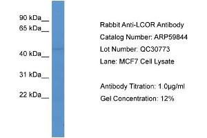 WB Suggested Anti-LCOR  Antibody Titration: 0.