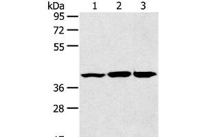 Western Blot analysis of Raw264. (JNK2 Antikörper)