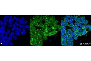 Immunocytochemistry/Immunofluorescence analysis using Mouse Anti-PP5 Monoclonal Antibody, Clone 12F7 . (PP5 Antikörper  (PE))