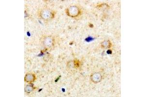 Immunohistochemical analysis of RPS14 staining in mouse brain formalin fixed paraffin embedded tissue section. (RPS14 Antikörper)