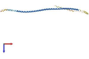 SYCE1L Protein (AA 1-242) (His tag)