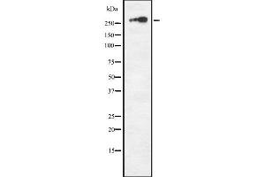 Western blot analysis NF1 using COS7 whole cell lysates