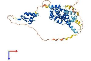 NR2F2 Protein (AA 1-414) (His tag)
