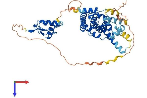 NR2F2 Protein (AA 1-414) (His tag)
