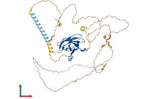 Protein Structure (PS) image for Runt-Related Transcription Factor 2 (RUNX2) (AA 1-521) protein (His tag) (ABIN7555339)