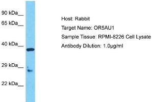 Host: Rabbit Target Name: OR5AU1 Sample Type: RPMI-8226 Whole Cell lysates Antibody Dilution: 1.