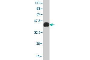 Western Blot detection against Immunogen (36. (LHX4 Antikörper  (AA 208-306))