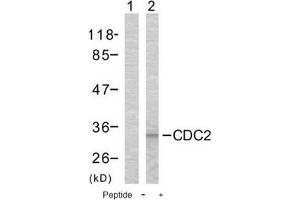 Image no. 1 for anti-Cyclin-Dependent Kinase 1 (CDK1) (Thr161) antibody (ABIN197352) (CDK1 Antikörper  (Thr161))