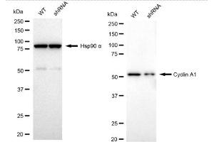 Western blotting analysis using Cyclin A1 antibody (ABIN7798185). (Rekombinanter Cyclin A1/A2 Antikörper)