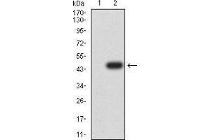 Western blot analysis using PELP1 mAb against HEK293 (1) and PELP1 (AA: 1031-1180)-hIgGFc transfected HEK293 (2) cell lysate.