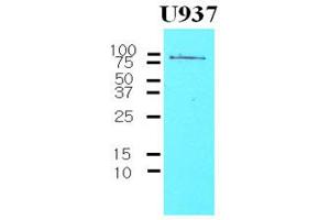 Western Blotting (WB) image for anti-CD44 (CD44) (AA 21-145) antibody (ABIN263995) (CD44 Antikörper  (AA 21-145))