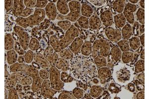ABIN6277665 at 1/100 staining Rat kidney tissue by IHC-P. (CREM Antikörper  (Internal Region))