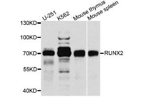Western blot analysis of extracts of various cell lines, using RUNX2 antibody. (RUNX2 Antikörper  (AA 242-521))