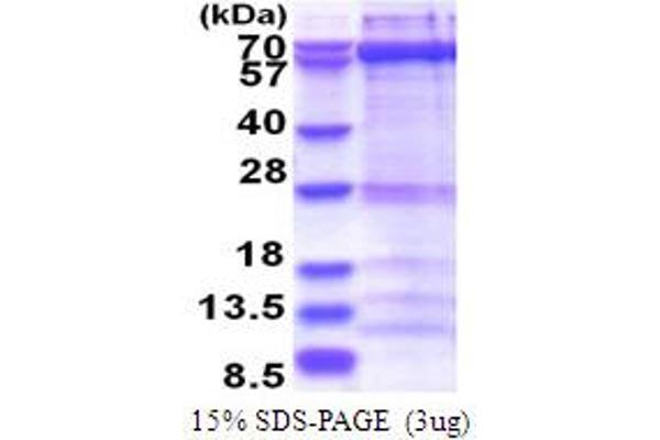 ZWILCH Protein (AA 1-591) (His tag)