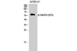 Western Blotting (WB) image for anti-Cell Division Cycle 25 Homolog A (S. Pombe) (CDC25A) (pSer75) antibody (ABIN3179409) (CDC25A Antikörper  (pSer75))
