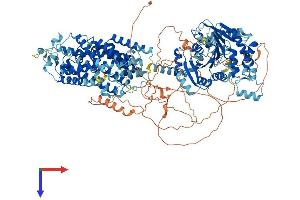 SLC12A2 Protein (AA 1-1205) (His tag)