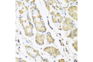 Immunohistochemistry of paraffin-embedded human stomach using MLN antibody at dilution of 1:100 (40x lens). (Motilin Antikörper)