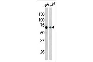 Image no. 1 for anti-RAD9 Homolog A (S. Pombe) (RAD9A) (pSer387) antibody (ABIN358207) (RAD9A Antikörper  (pSer387))