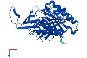 Ketohexokinase Protein (KHK) (AA 1-298) (His tag)