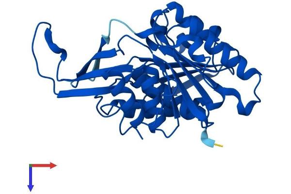 Ketohexokinase Protein (KHK) (AA 1-298) (His tag)