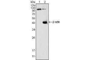 Western Blotting (WB) image for anti-Death-Domain Associated Protein (DAXX) antibody (ABIN1106953) (DAXX Antikörper)