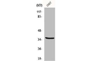 Western Blot analysis of COS7 cells using MRP-L44 Polyclonal Antibody (MRPL44 Antikörper  (Internal Region))