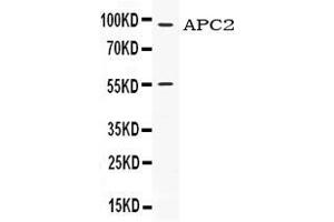 Western blot analysis of APC2 expression in HELA whole cell lysates ( Lane 1). (APC2 Antikörper  (N-Term))