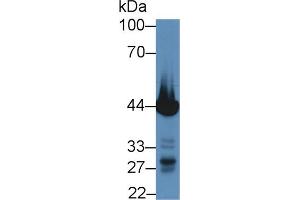 Western blot analysis of Mouse Heart lysate, using Pig TNNT2 Antibody (5 µg/ml) and HRP-conjugated Goat Anti-Rabbit antibody ( (Cardiac Troponin T2 Antikörper  (AA 56-271))