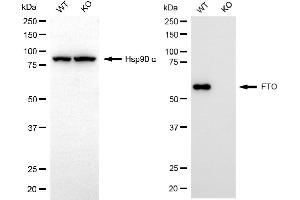 Western blotting analysis using FTO antibody (ABIN7798580). (Rekombinanter FTO Antikörper)