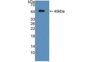 Detection of Recombinant ATF6, Mouse using Polyclonal Antibody to Activating Transcription Factor 6 (ATF6) (ATF6 Antikörper  (AA 1-377))