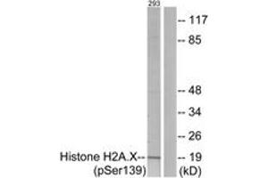Western blot analysis of extracts from 293 cells treated with heat shock, using Histone H2A. (H2AFX Antikörper  (pSer139))