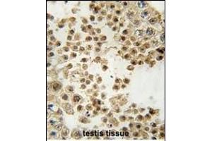 Formalin-fixed and paraffin-embedded human testis tissue reacted with ACE2 (SARS Receptor) Antibody (N-term) (ABIN390045 and ABIN2840582) , which was peroxidase-conjugated to the secondary antibody, followed by DAB staining. (ACE2 Antikörper  (N-Term))