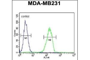 CTSS Antibody (Center) (ABIN391571 and ABIN2841508) flow cytometric analysis of MDA-M cells (right histogram) compared to a negative control cell (left histogram).