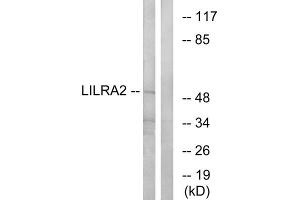 Western blot analysis of extracts from HepG2 cells, using LILRA2 antibody. (LILRA2 Antikörper  (Internal Region))